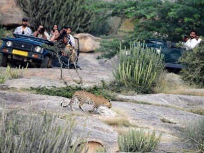 jawaisafari